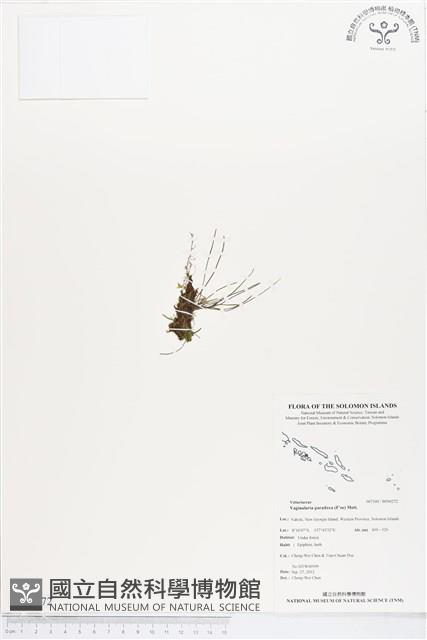 連孢一條線蕨藏品圖，第1張