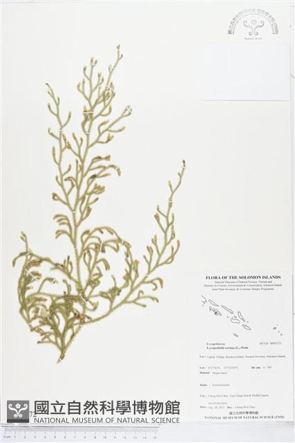 過山龍藏品圖，第1張