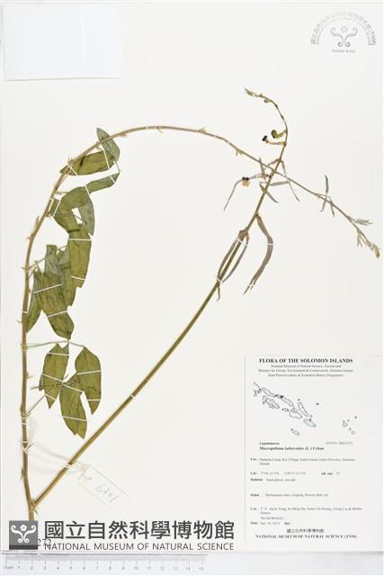 寬翼豆藏品圖，第1張