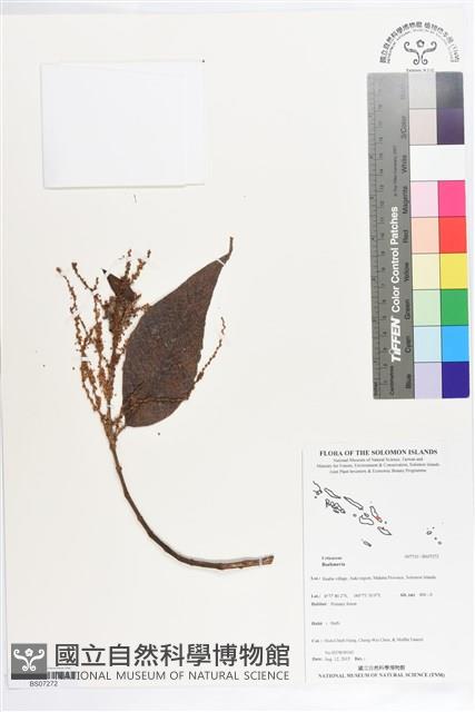 登錄號:BS07272藏品圖，第1張