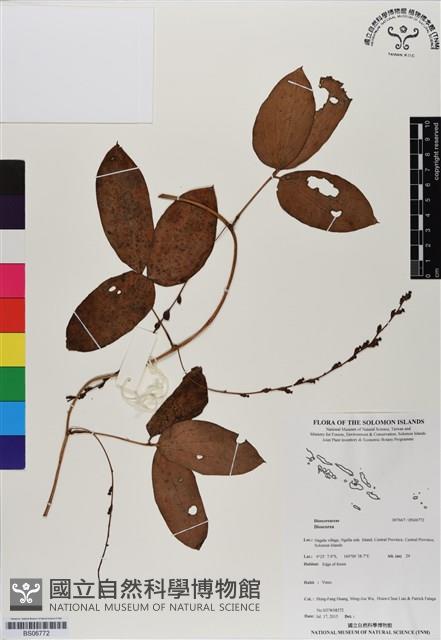 登錄號:BS06772藏品圖，第1張