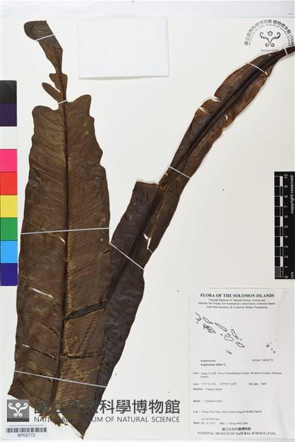 臺灣山蘇花藏品圖，第1張