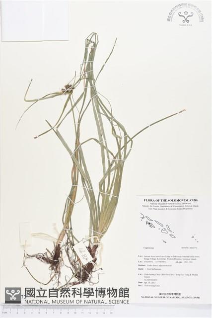 登錄號:BS02772藏品圖，第1張