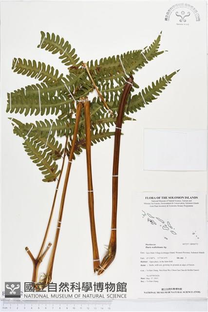 瓦氏鳳尾蕨藏品圖，第1張
