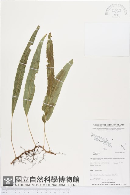 登錄號:BP01772藏品圖，第1張