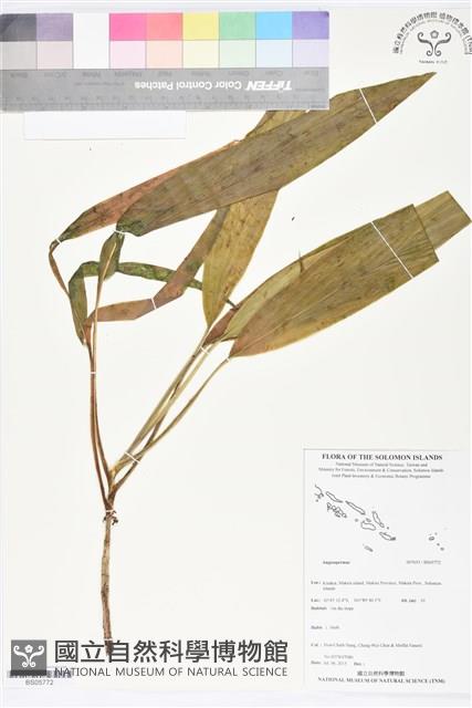 登錄號:BS05772藏品圖，第1張