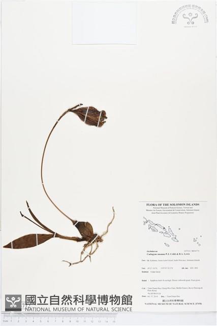 登錄號:BS04772藏品圖，第1張