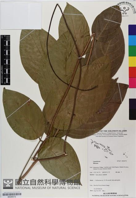 登錄號:BS06572藏品圖，第1張