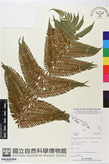 登錄號:BP02572藏品圖，第1張