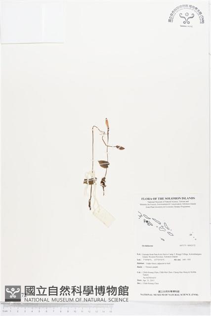 登錄號:BS02572藏品圖，第1張