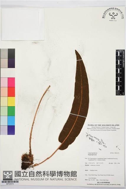 登錄號:BP03572藏品圖，第1張