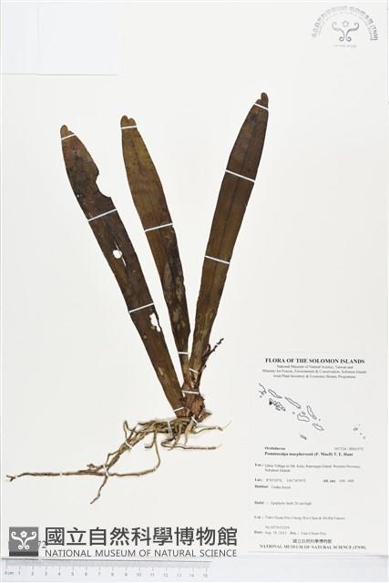 登錄號:BS03572藏品圖，第1張