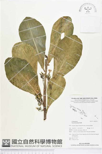 草海桐、水草藏品圖，第1張