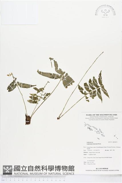 鈍齒鐵角蕨藏品圖，第1張