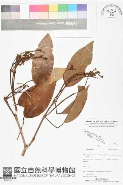 登錄號:BS05972藏品圖，第1張