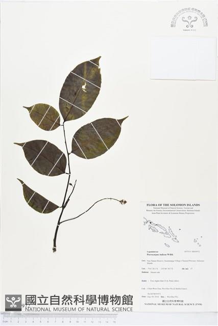 印度紫檀、青龍木藏品圖，第1張