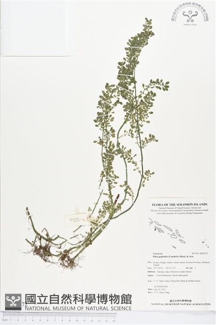 矮冷水麻藏品圖，第1張