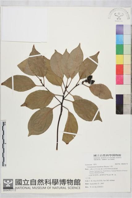 牛樟藏品圖，第1張