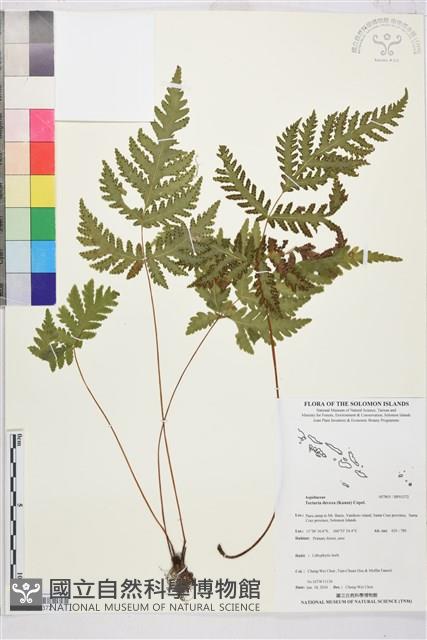 薄葉三叉蕨藏品圖，第1張