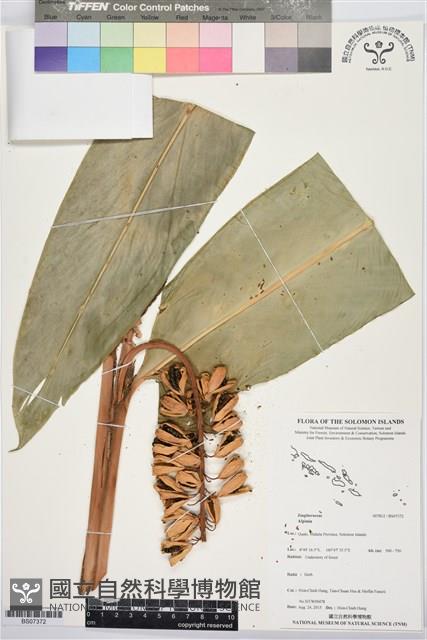 登錄號:BS07372藏品圖，第1張