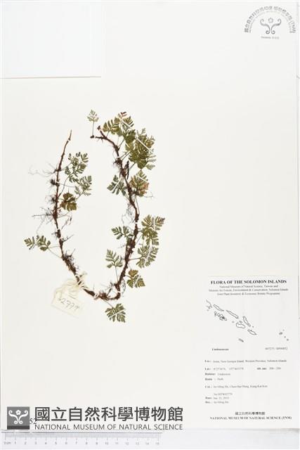 登錄號:BP00852藏品圖，第1張