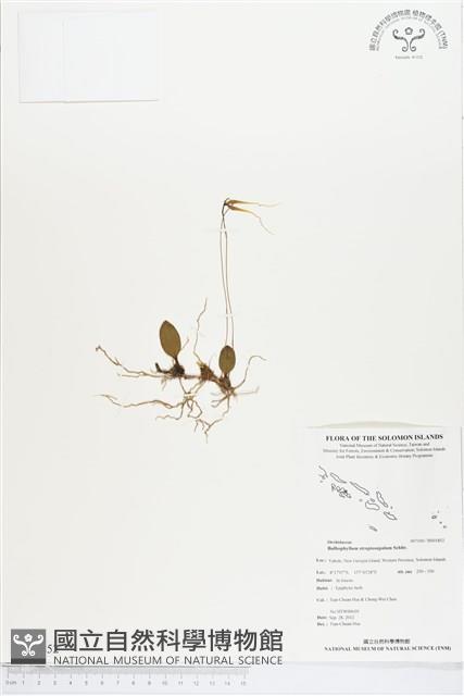 登錄號:BS01852藏品圖，第1張