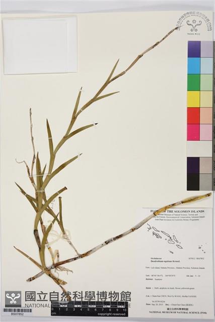 燕子石斛藏品圖，第1張