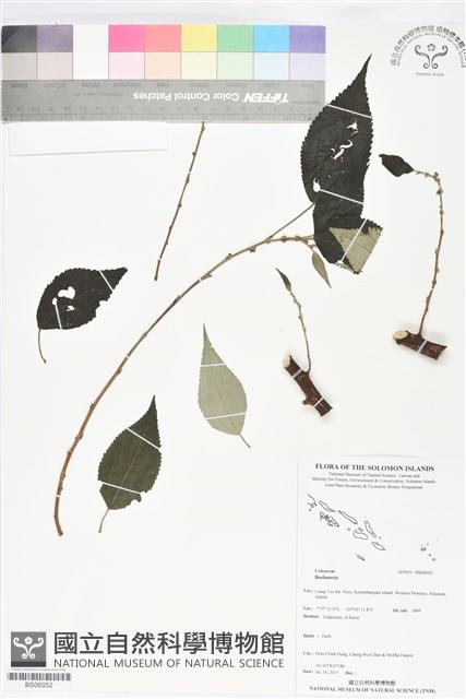 登錄號:BS06052藏品圖，第1張