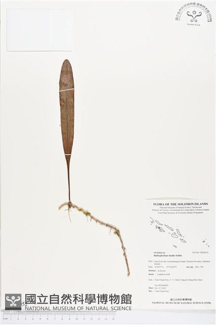 登錄號:BS02052藏品圖，第1張