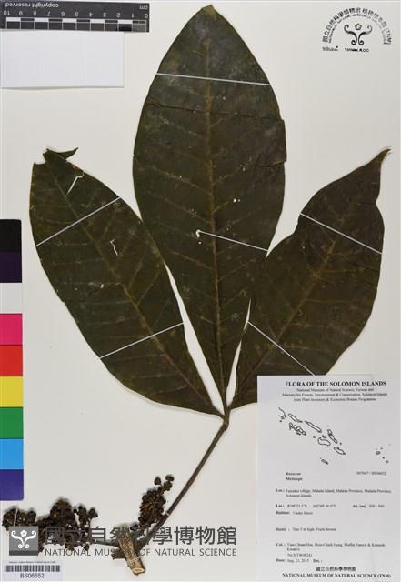 登錄號:BS06652藏品圖，第1張