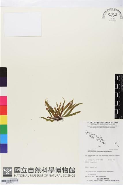 登錄號:BP02652藏品圖，第1張