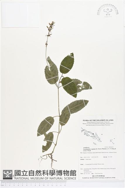 登錄號:BS04652藏品圖，第1張