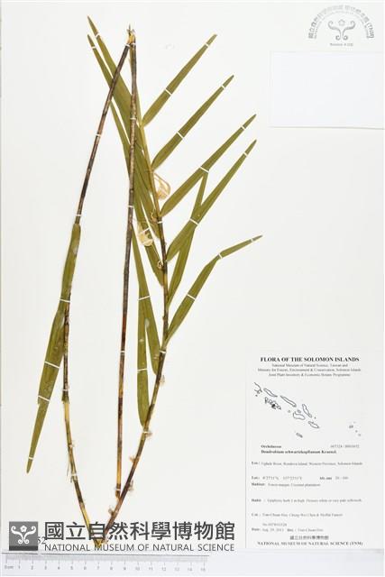 登錄號:BS03652藏品圖，第1張