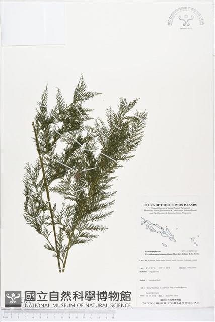 登錄號:BP02152藏品圖，第1張