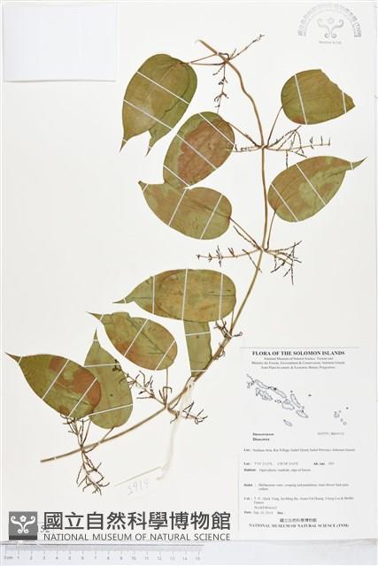 登錄號:BS05152藏品圖，第1張