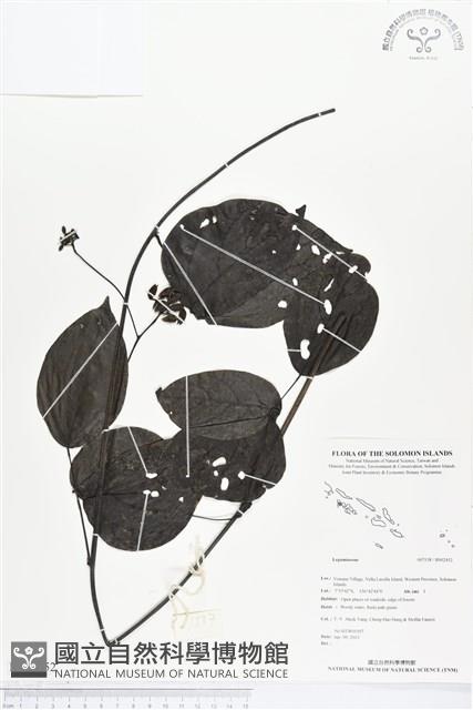 登錄號:BS02452藏品圖，第1張