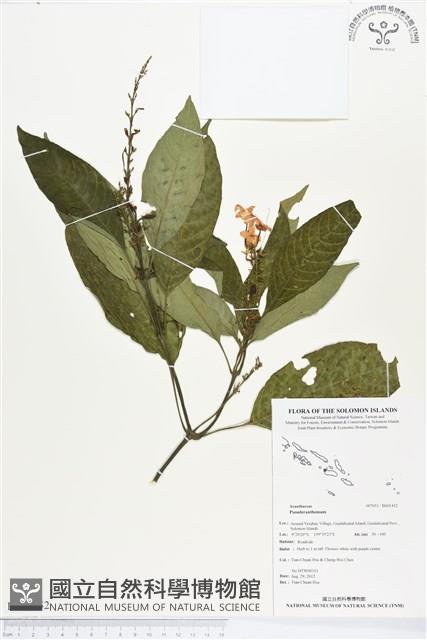 登錄號:BS01452藏品圖，第1張