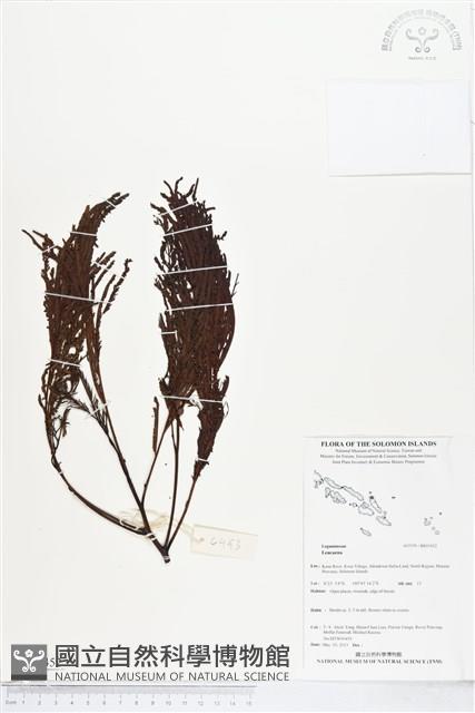 登錄號:BS05452藏品圖，第1張