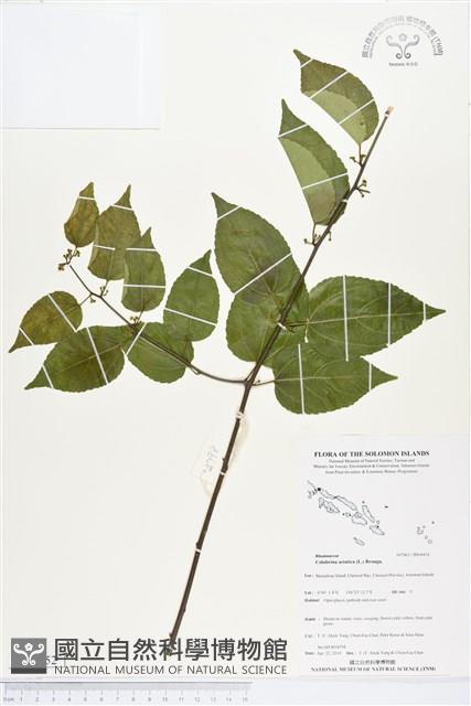 亞洲濱棗藏品圖，第1張