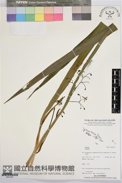 登錄號:BS07452藏品圖，第1張