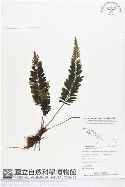 菲律賓厚葉蕨藏品圖，第1張