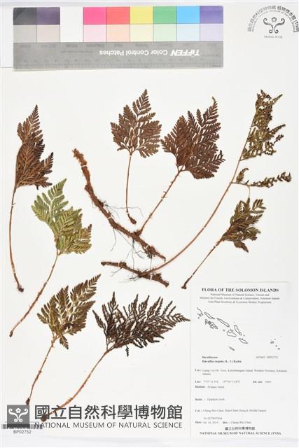 陰石蕨、陰地蕨藏品圖，第1張