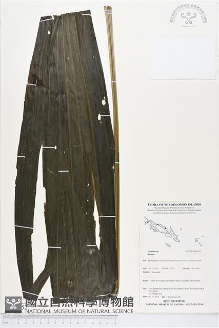登錄號:BS04752藏品圖，第1張