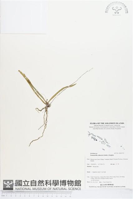 登錄號:BS03752藏品圖，第1張