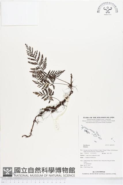 登錄號:BP00552藏品圖，第1張