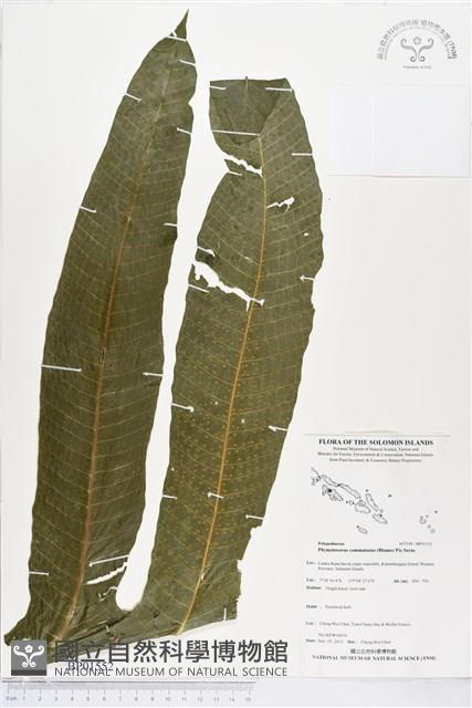 登錄號:BP01552藏品圖，第1張