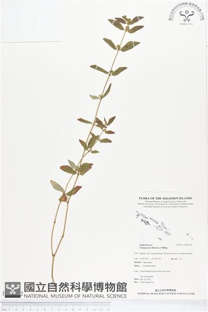 飛揚草藏品圖，第1張