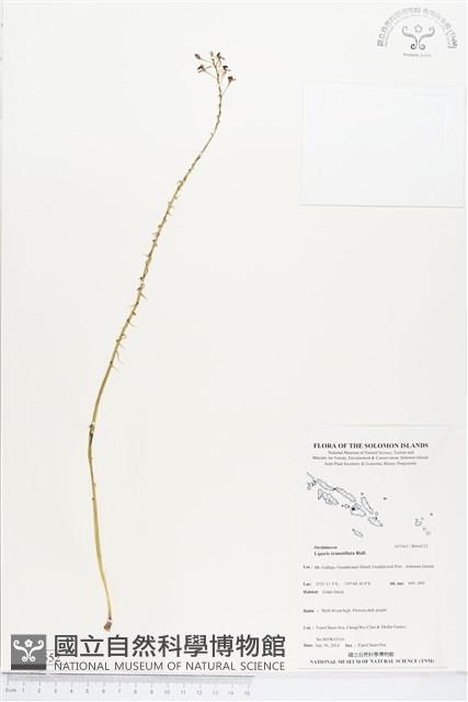 登錄號:BS04552藏品圖，第1張