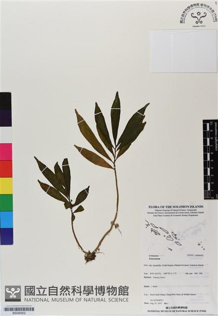 登錄號:BS06952藏品圖，第1張