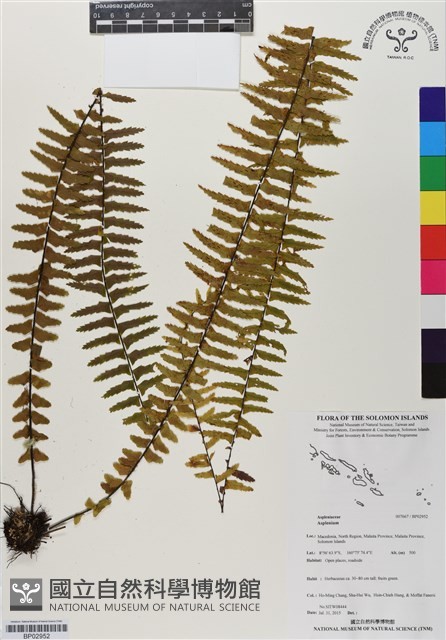 登錄號:BP02952藏品圖，第1張
